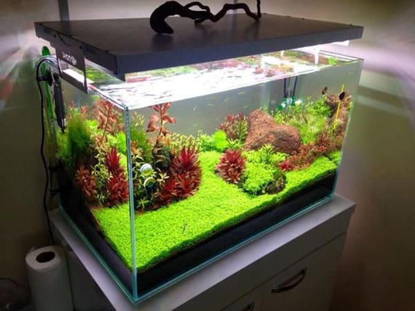 Bể thủy sinh