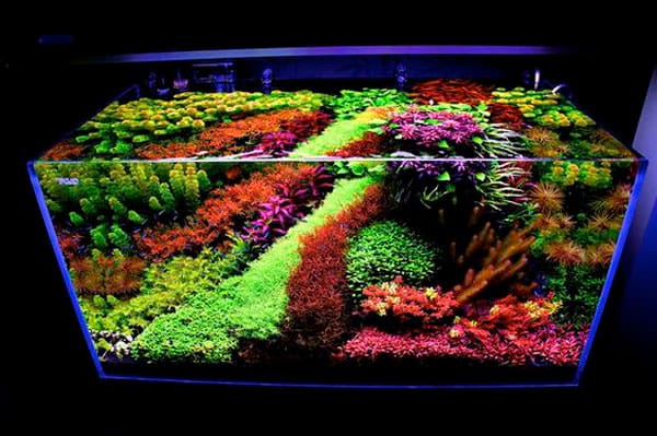 Bể thủy sinh