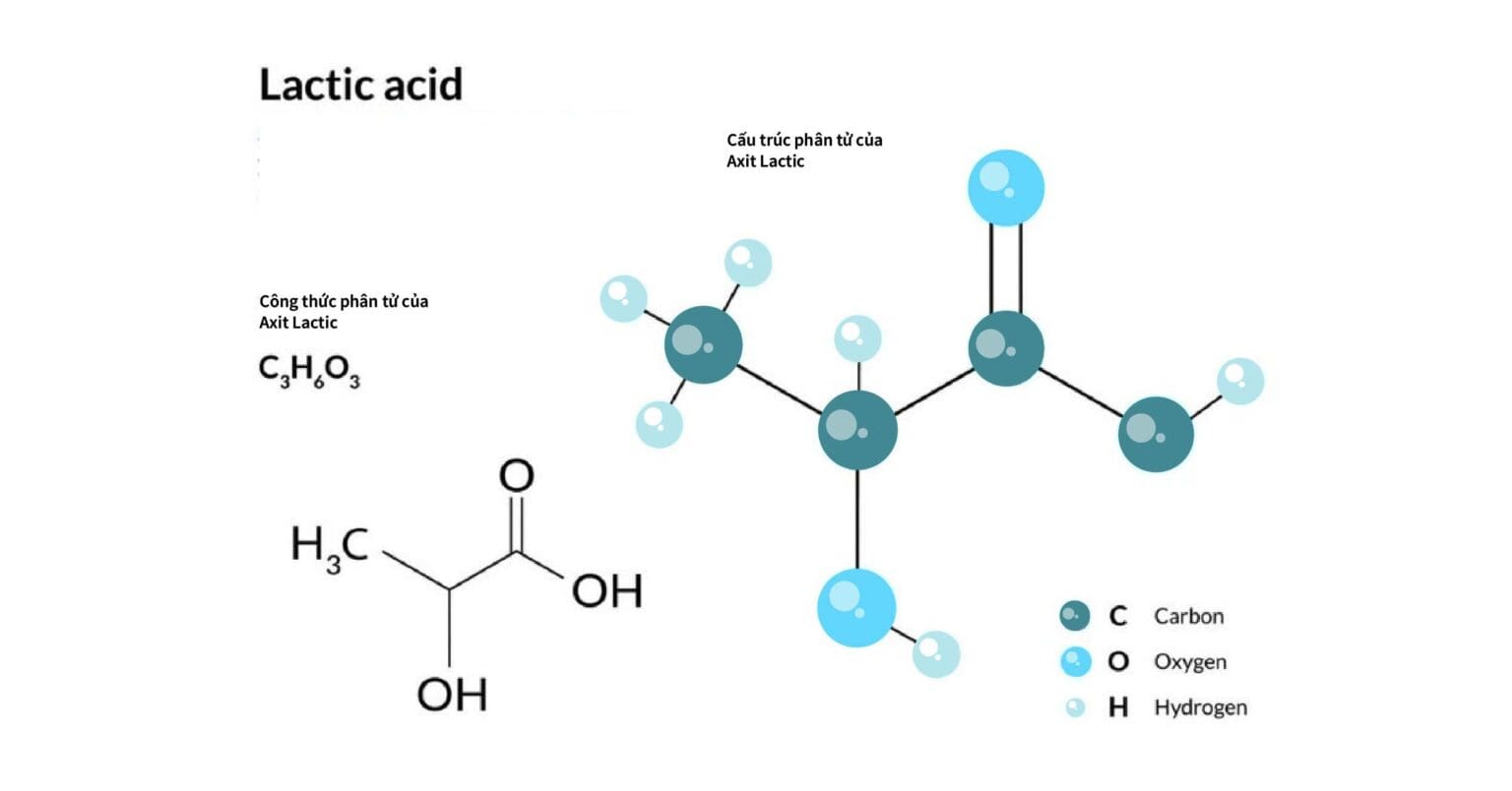 Cấu trúc axit lactic - lactate threshold trong chạy bộ