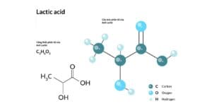 lactic acid